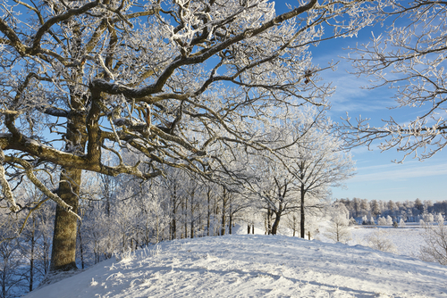 wintry snow